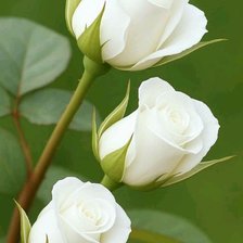 Схема вышивки «Розы белые»