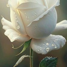 Схема вышивки «Роза»