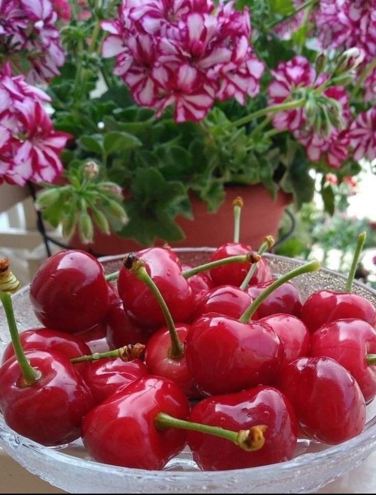 Вишня🍒 - ягоды, цветы, вишня - оригинал