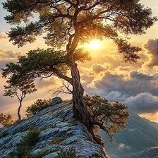 Схема вышивки «Одинокая сосна»