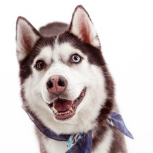 Схема вышивки «Хаски»