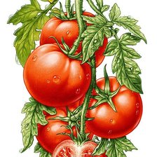 Схема вышивки «Помидорки»