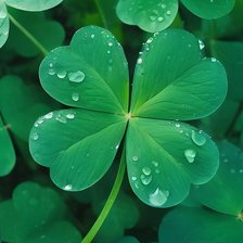 Счастливый Клевер