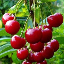 Схема вышивки «Вишенки»