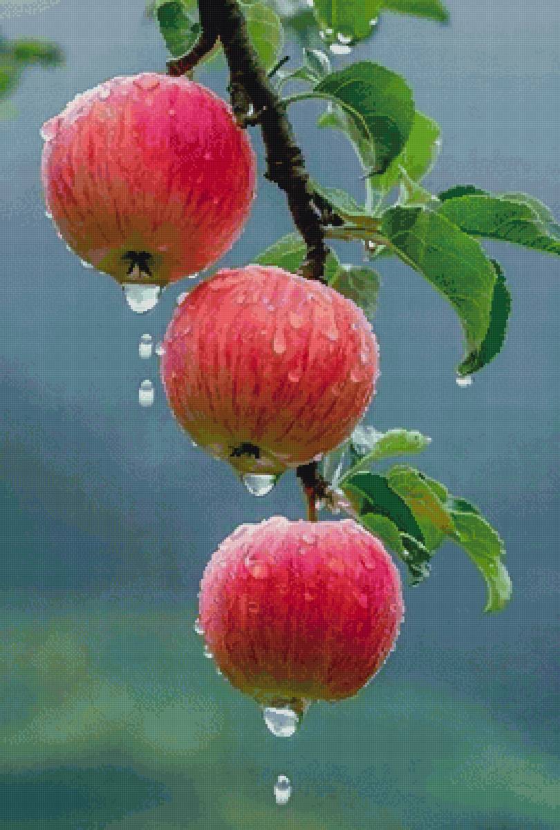 Яблочки - предпросмотр