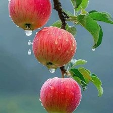 Схема вышивки «Яблочки»