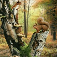 Схема вышивки «Белочки»