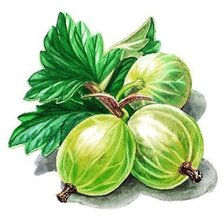 Схема вышивки «Крыжовник»