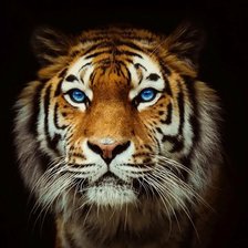 Схема вышивки «Тигр голова»