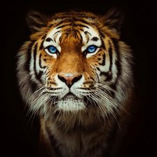 Схема вышивки «тигр, еще 1 схема»