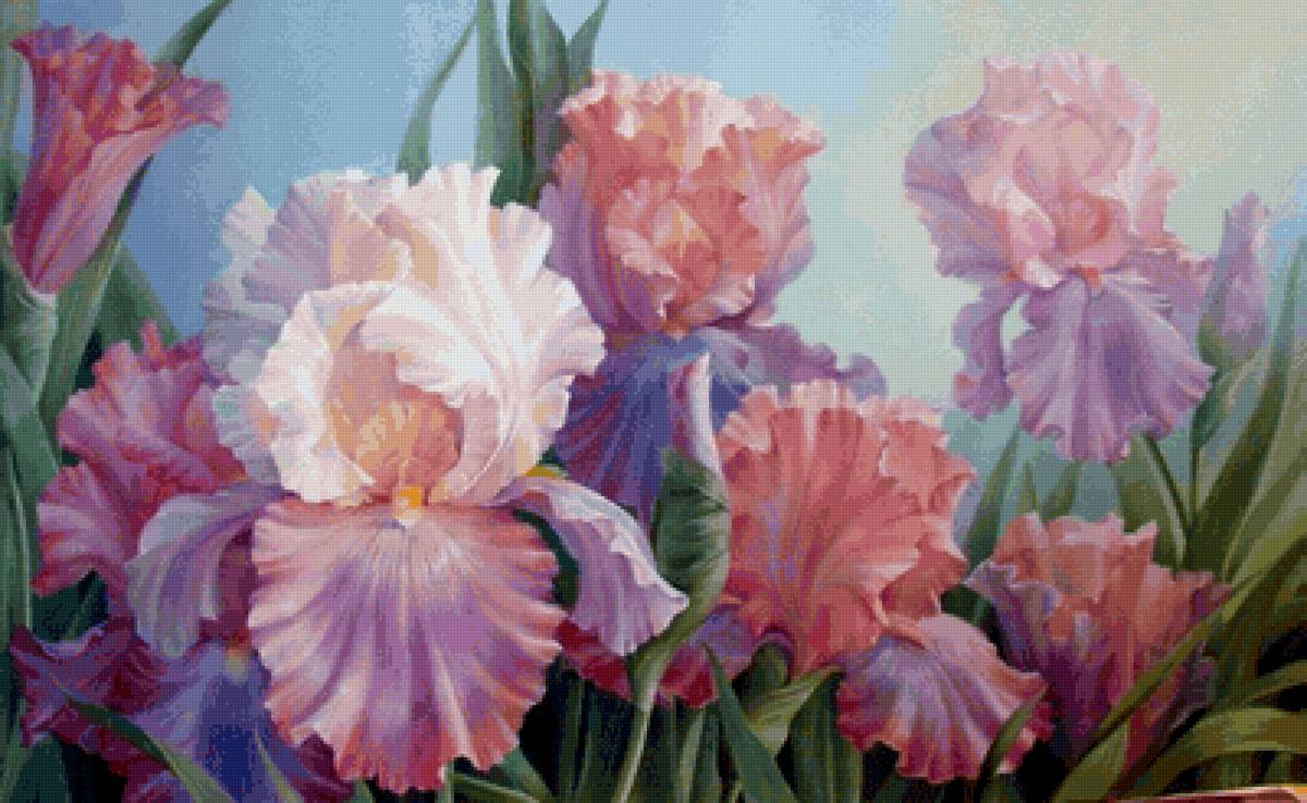 Ирисы - цветы - предпросмотр