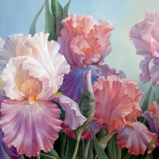 Ирисы