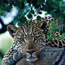 Схема вышивки «Леопард»