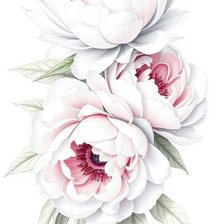 Схема вышивки «Пионы»