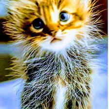 Схема вышивки «Кошки»