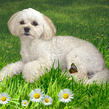 Схема вышивки «Мими на прогулке»