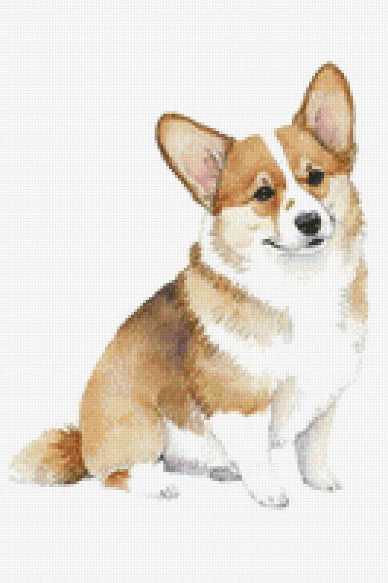 Корги - корги, собака, животные - предпросмотр