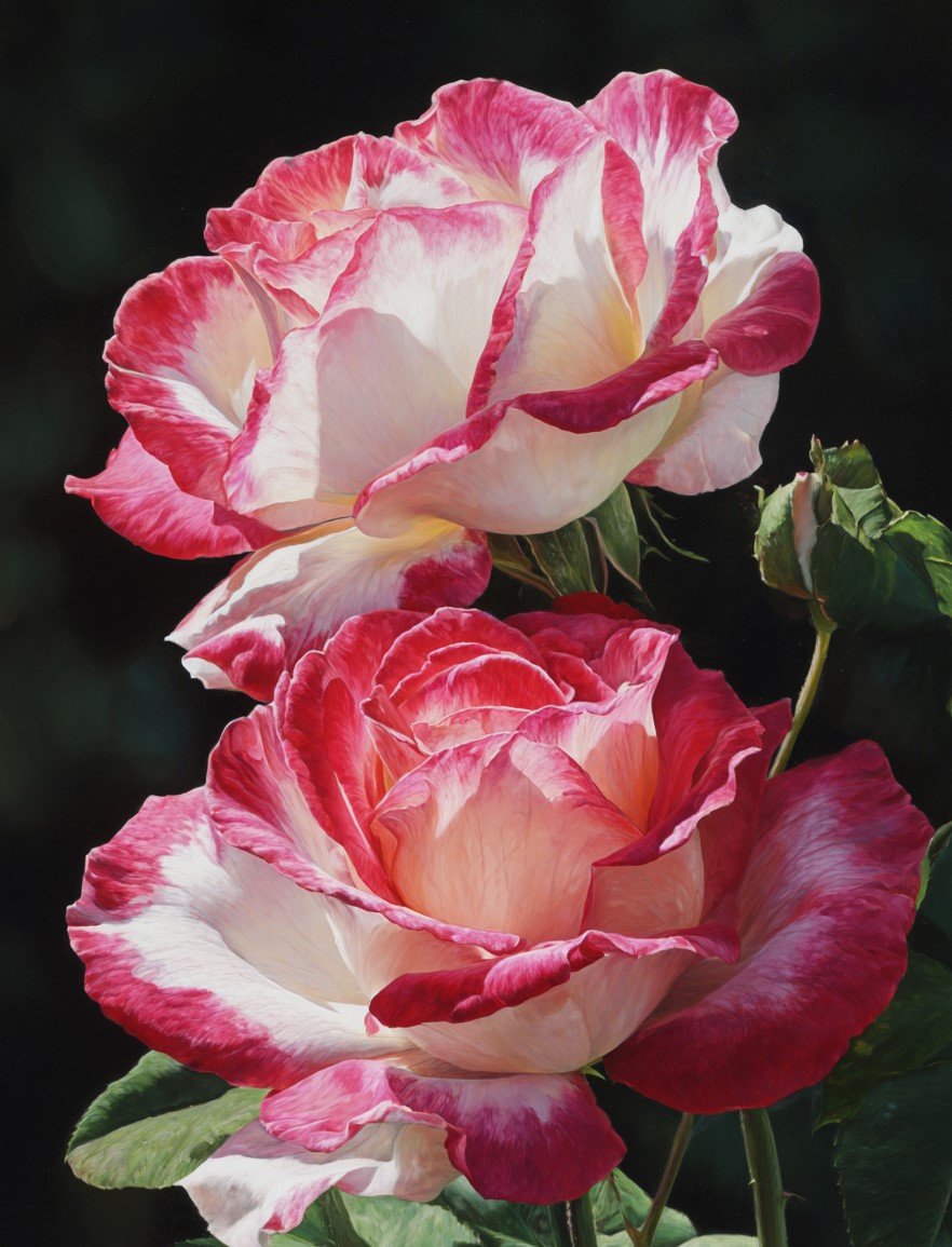 Roses roses et blanches - rose - оригинал