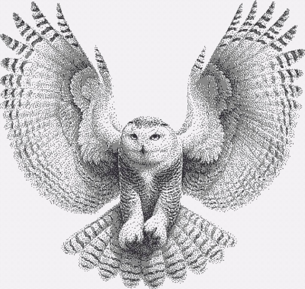 owl - предпросмотр