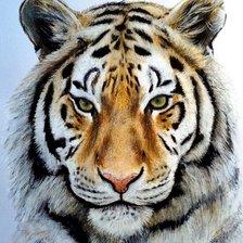 Схема вышивки «тигр»