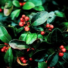 Схема вышивки «Сочная зелень 150х150»