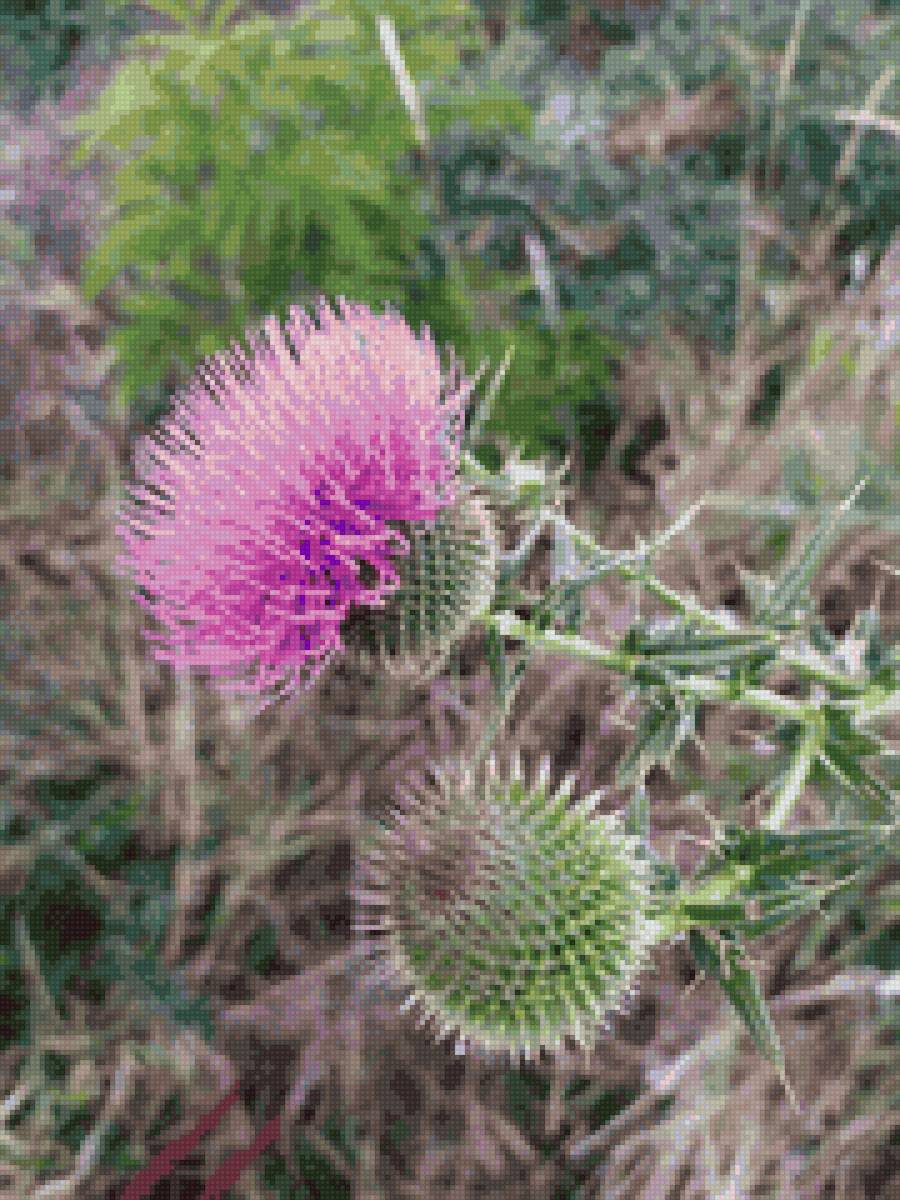 чертополох - роза полей - предпросмотр