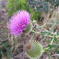 Схема вышивки «чертополох»