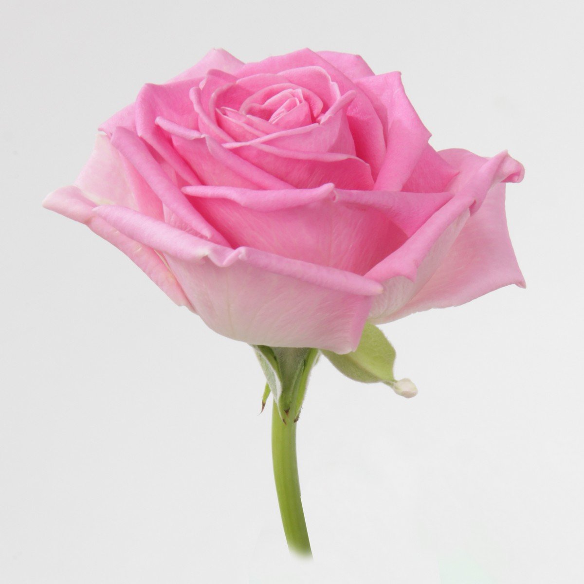 Роза нежная - оригинал