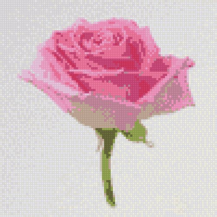 Роза нежная - предпросмотр