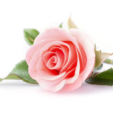 Схема вышивки «Роза с листьями»