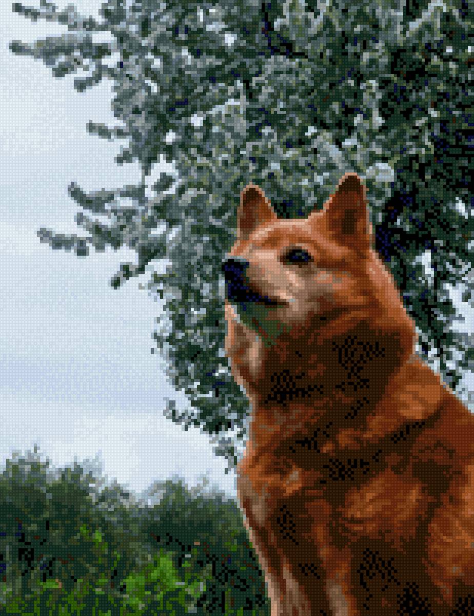 Собака - предпросмотр