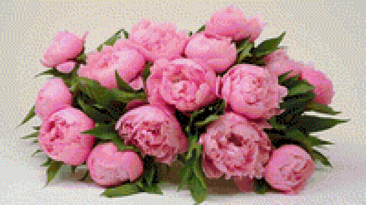 Пионы - предпросмотр