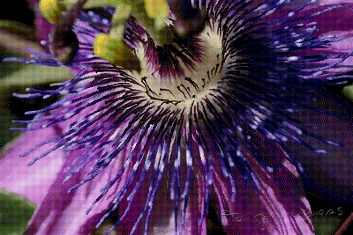 Pasiflora - flor, pasiflora - предпросмотр