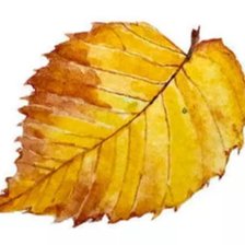 Схема вышивки «Осенний лист»