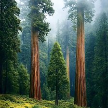 Схема вышивки «Сказки старого леса»