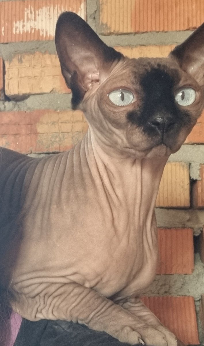 Кошка - оригинал