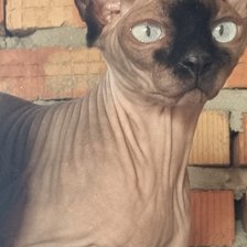 Схема вышивки «Кошка»