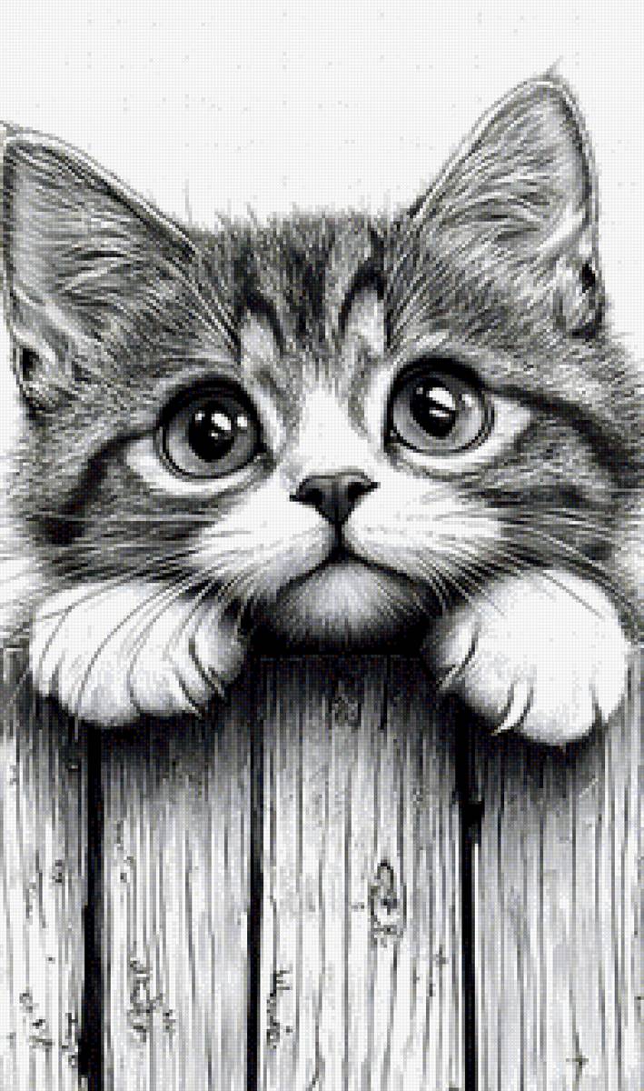 Сосед - кот, домашние животные - предпросмотр