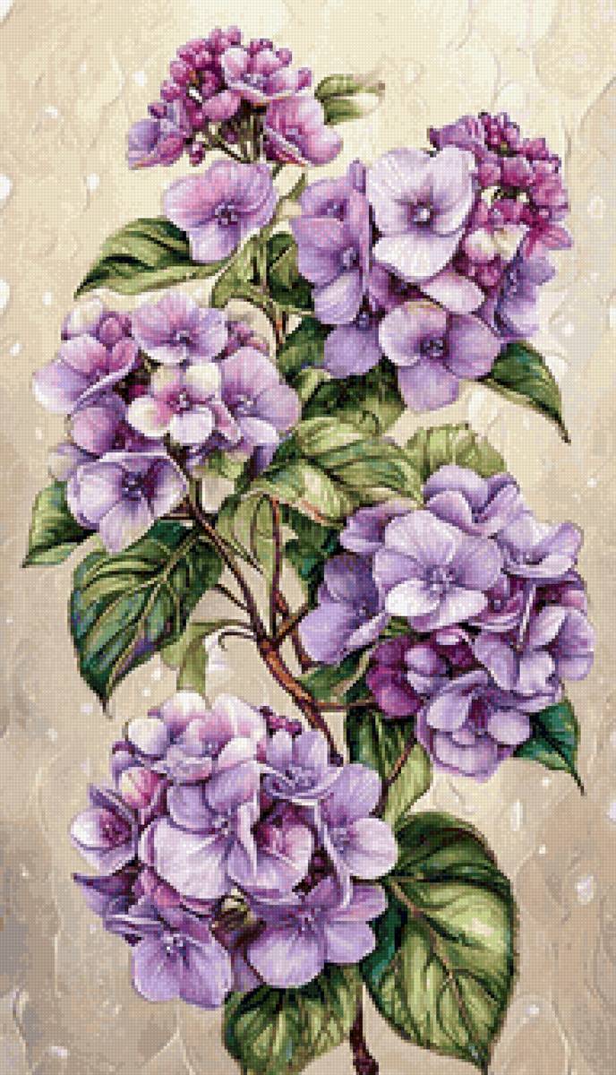 Гортензия - цветы, гортензия - предпросмотр