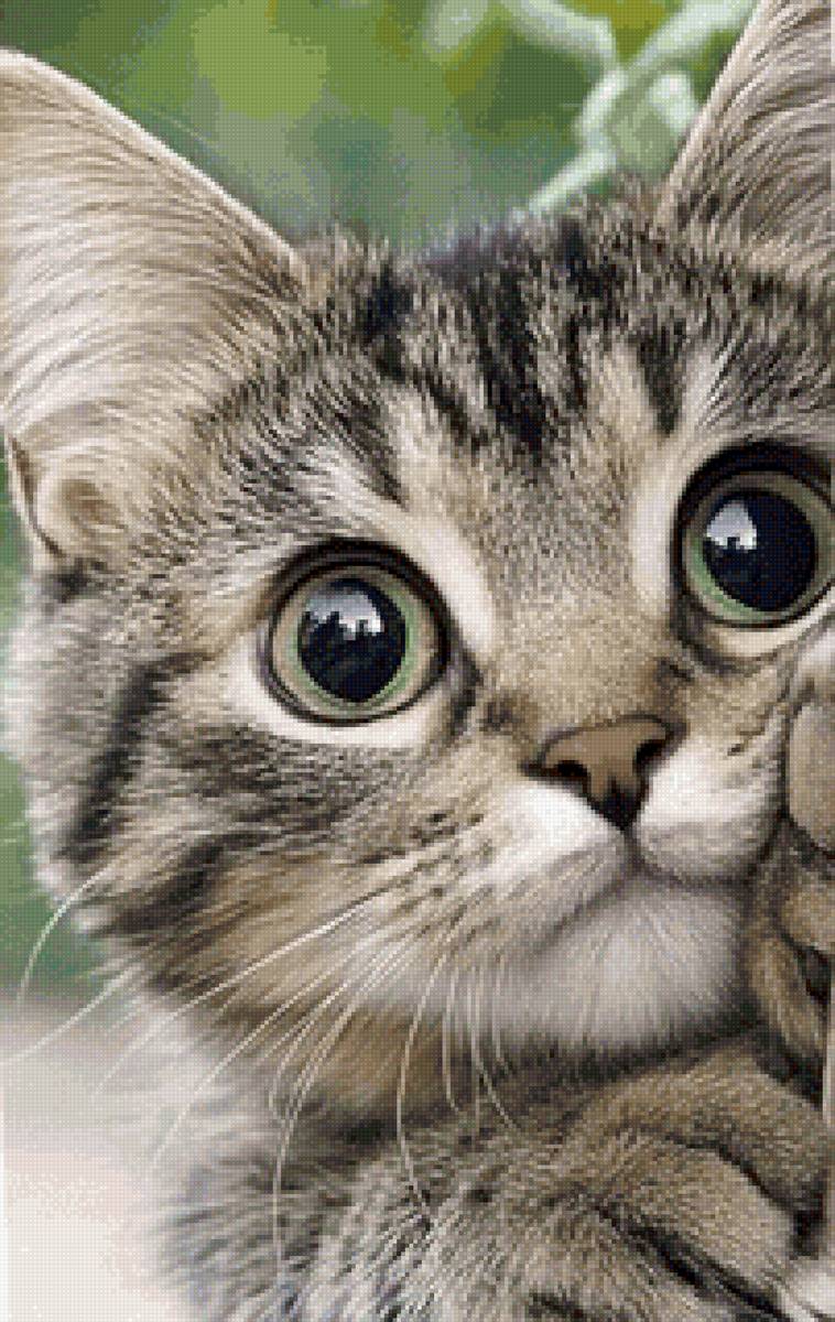 Кисуля - домашние животные, кот - предпросмотр