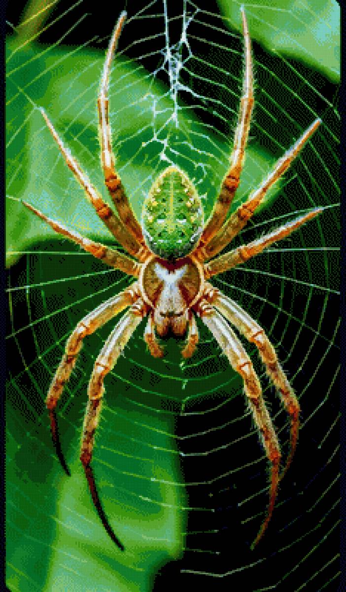 Паутина - паук - предпросмотр