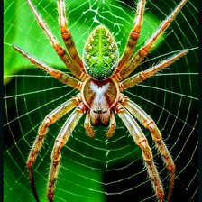 Схема вышивки «Паутина»