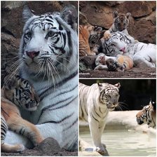 Схема вышивки «№2915854»