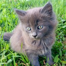 Схема вышивки «Кошечка на травке»