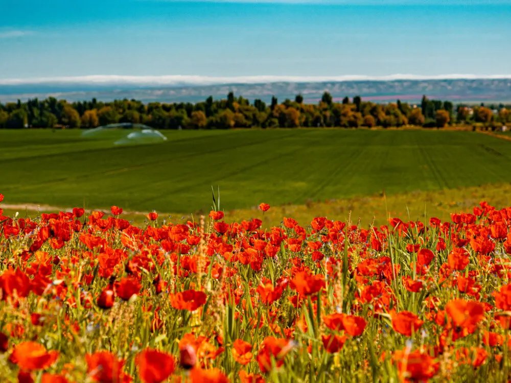 Маки - оригинал