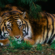 Схема вышивки «Тигр под елью»