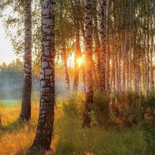 Схема вышивки «закат в березовой роще»