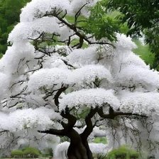 Схема вышивки «дерево - невеста»