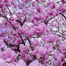 Схема вышивки «красота цветущих магнолий»