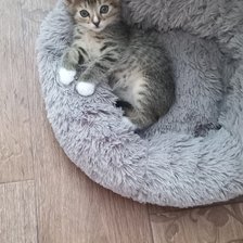 Схема вышивки «Кот»